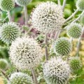 Bandrenis ( lot. Echinops sphaerocephalus) Arctic Glow