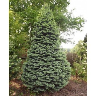 Kėnis subalpinis ( lot. Abies lasiocarpa) Argentea