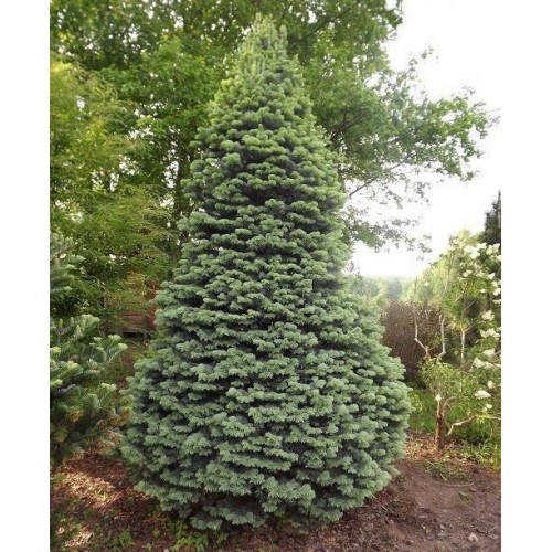 Kėnis subalpinis ( lot. Abies lasiocarpa) Argentea