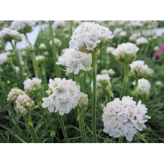 Gvaizdė pajūrinė (lot Armeria maritima ) Alba