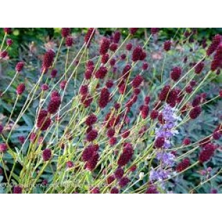 Kraujalakė vaistinė ( lot. Sanguisorba officinalis) Arnhem