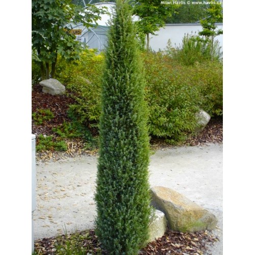 Kadagys paprastasis ( lot. Juniperus communis)  Arnold