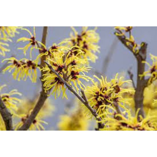 Hamamelis  ( lot. Hamamelis intermedia) Arnold Promise