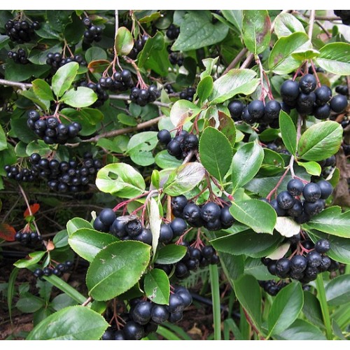 Aronija juodavaisė (lot. Aronia melanocarpa)