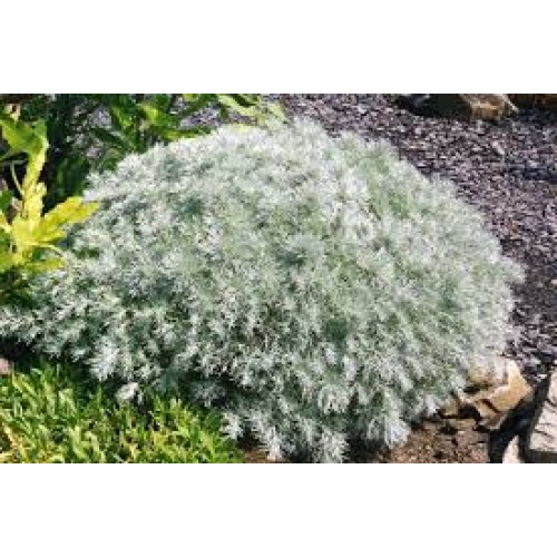 Kietis šmito (lot. Artemisia schmidtiana) Nana Attraction