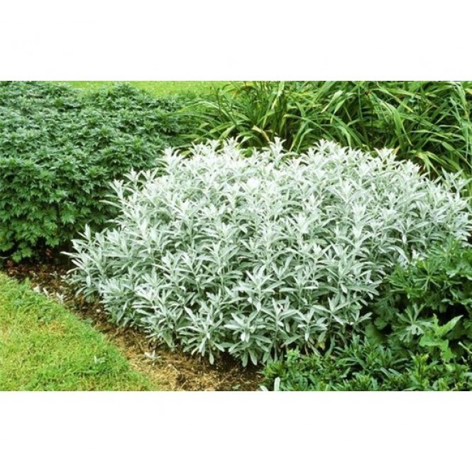 Kietis baltasis ( lot. Artemisia ludoviciana) Silver Queen