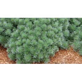 Kietis šmito ( lot. Artemisia schmidtiana) Silver Mound Kietis šmito ( lot. Artemisia schmidtiana) Silver Mound