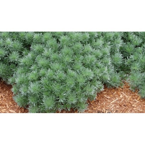 Kietis šmito ( lot. Artemisia schmidtiana) Silver Mound