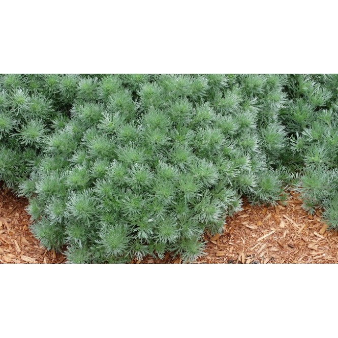 Kietis šmito ( lot. Artemisia schmidtiana) Silver Mound