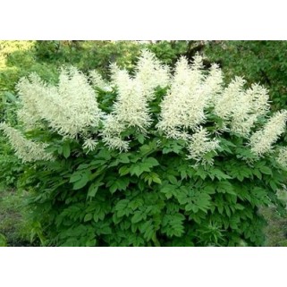Arunkas  (lot.Aruncus dioicus) 