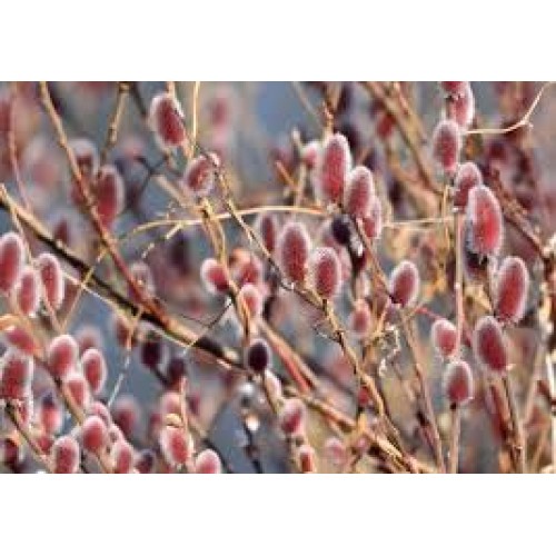 Blindė ( lot.salix gracilistyla) Mt Aso