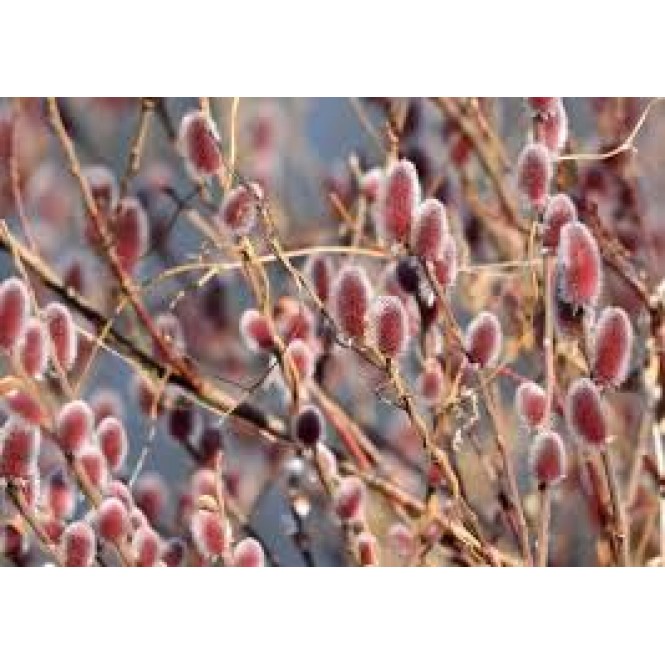 Blindė ( lot.salix gracilistyla) Mt Aso