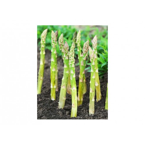 Šparagas -smidras (lot. Asparagus) Gijnlim