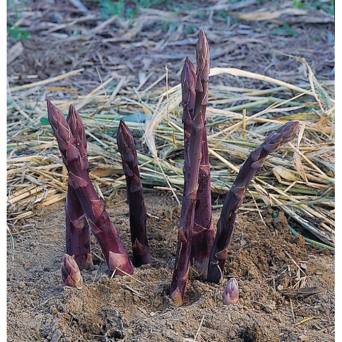 Šparagas -smidras (lot. Asparagus) Pacific Purple
