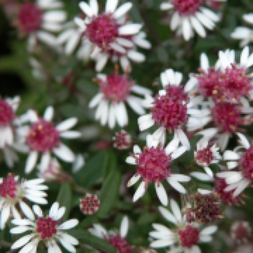 Astras vėlyvasis ( lot. Aster lateriflorus) Prince