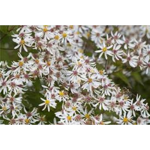 Astras skėstašakis( lot. Aster divaricatus)  Beth Chatto