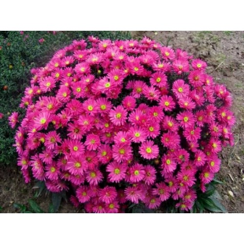 Astras krūminis ( lot. Aster dumosus) Island  Bahamas