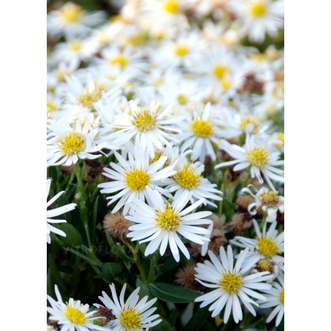 Astras ( lot. Aster ageratoides) Starshine