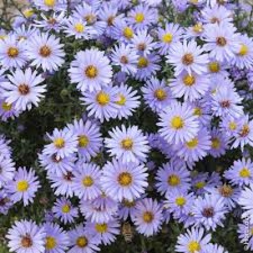 Astras krūminis ( lot. Aster dumosus) Prof. A. Kippenberg