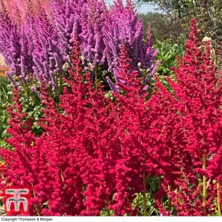 Astilbė kininė  (lot.Astilbe chinensis) Hot Pearls