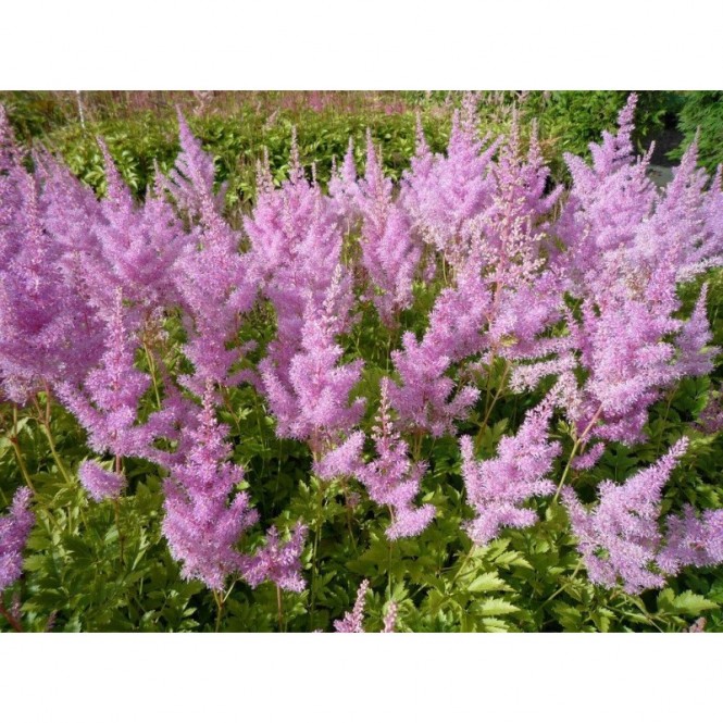 Astilbė arendso (lot. Astilbe arendsii) Hyazinth