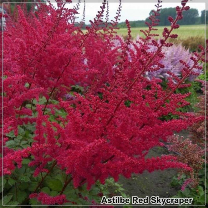 Astilbė  kininė ( lot. Astilbe chinensis) Red Skyscraper