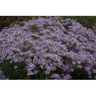 Astras stambialapis ( lot. Aster macrophyllus) Twilight
