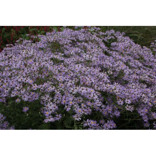 Astras stambialapis ( lot. Aster macrophyllus) Twilight