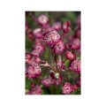 Astrancija didžioji ( lot. Astrantia major) Astra Red