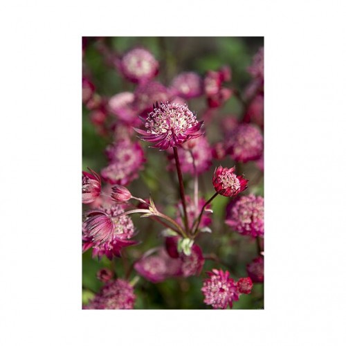 Astrancija didžioji ( lot. Astrantia major) Astra Red