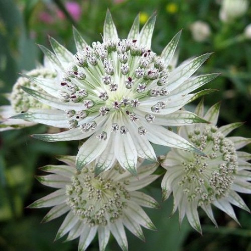 Astrancija didžioji ( lot. Astrantia major) Astra White