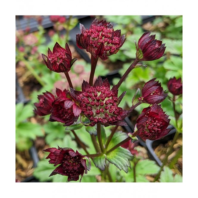 Astrancija didžioji ( lot. Astrantia major) Moulin Rouge