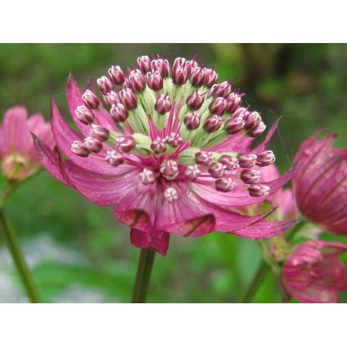 Astrancija didžioji ( lot. Astrantia major) Claret
