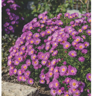 Astras krūminis ( lot. Aster dumosus) Nesthakschen