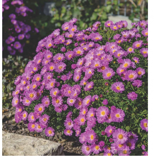Astras krūminis ( lot. Aster dumosus) Nesthakschen