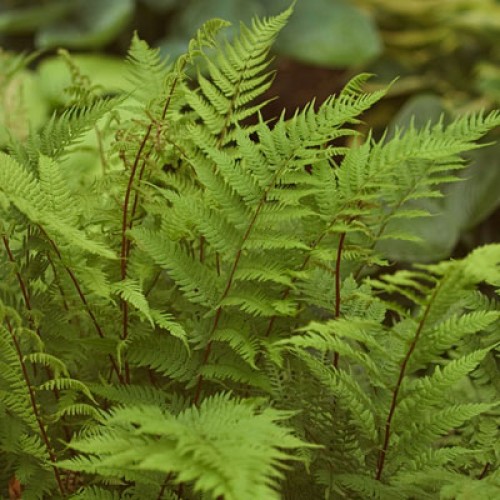 Blužniapapartis  (lot.Athyrium filix-femina) Lady in Red
