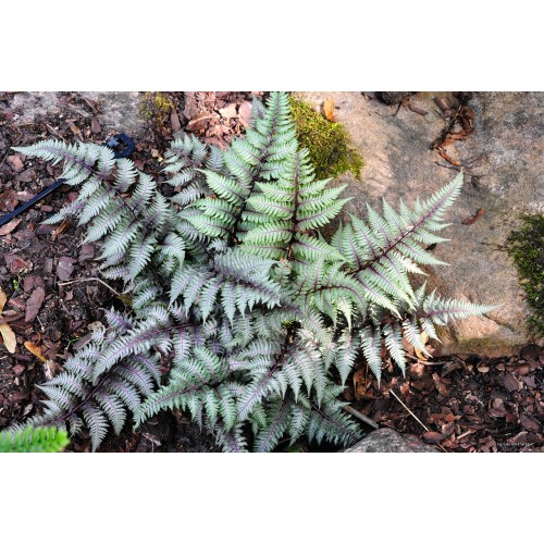 Blužniapapartis japoninis (lot.Athyrium niponicum) Pewter Lace