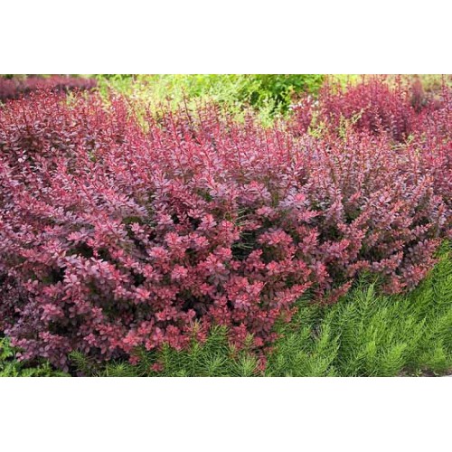 Raugerškis tunbergo ( lot. Berberis thunbergii) Atropurpurea