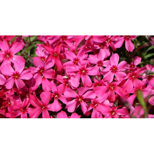 Flioksas ylalapis (Phlox subulata) Scarlett flame