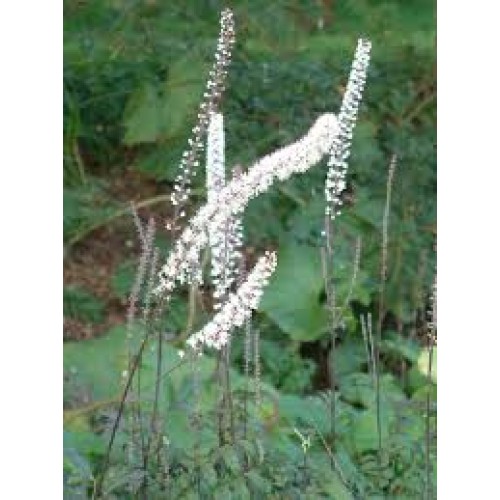 Juodžolė ( lot.Actaea  racemosa) Atropurpurea
