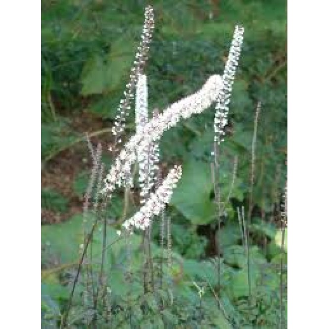 Juodžolė ( lot.Actaea  racemosa) Atropurpurea