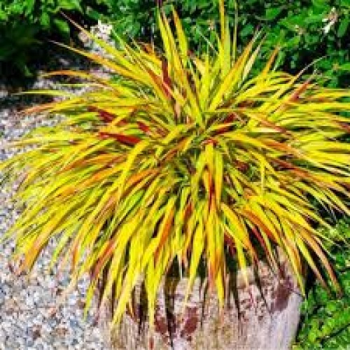 Hakonė ( lot.Hakonechloa  macra)  Mulled wine