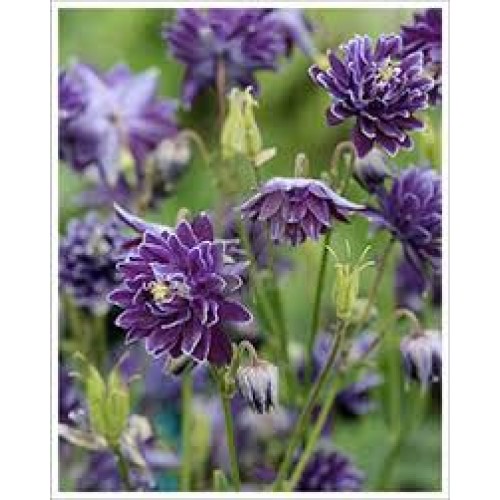 Sinavadas  (lot.Aquilegia vulgaris) Crista Barlow