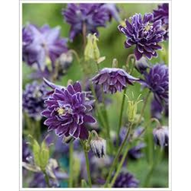 Sinavadas  (lot.Aquilegia vulgaris) Crists Barlow
