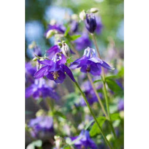 Sinavadas  alpinis (lot.Aquilegia Alpina)