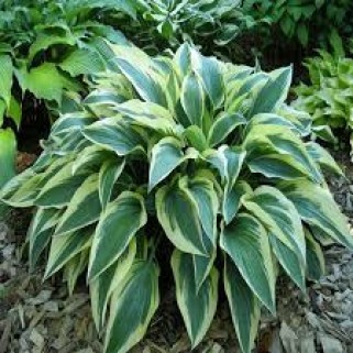 Melsvė ( lot. Hosta) Bobcat