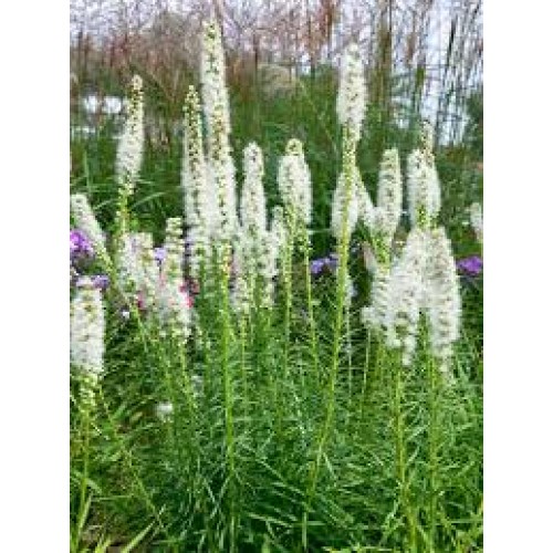 Liatris  (lot. Liatris spicata )  Alba