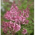 Alyva ant koto( lot.syringa bloomerang) Pink Perfume