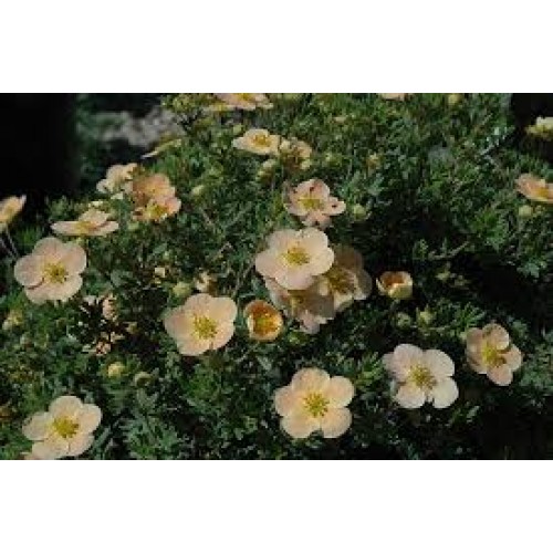 Sidabražolė krūminė ( lot. Potentilla fruticosa) Daydawn