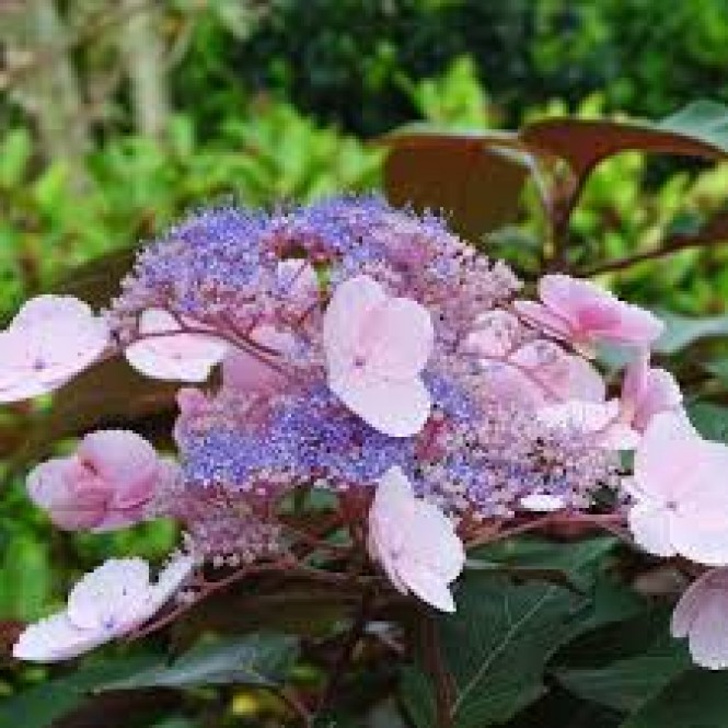 Hortenzija šiurkščioji ( lot. Hydrangea serrata) Hot chocolate
